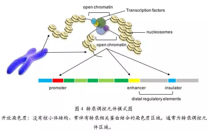 三维基因组中的开放染色质互作网络 二 豌豆ip代理