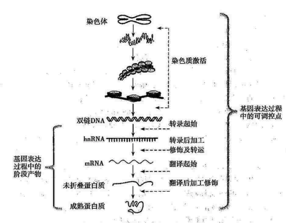 有必要了解下基因表达调控